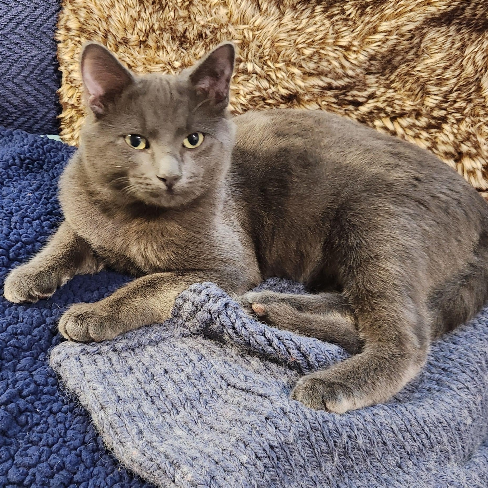 Enlarge Billy Brogan FeLV+, a Adoptable Domestic Short Hair in Denver, CO image 1/6