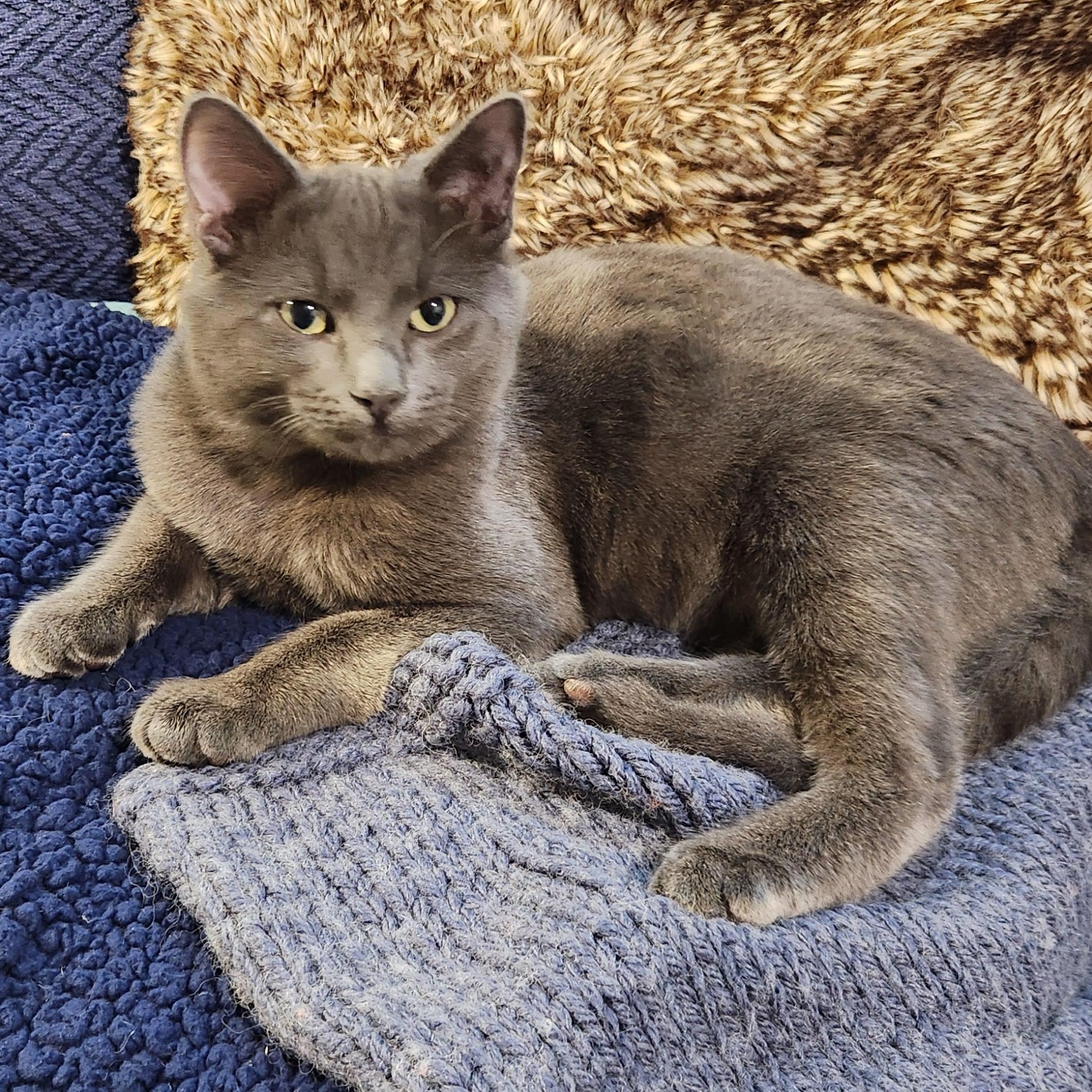 Billy Haseman, a Adoptable Domestic Short Hair in Denver, CO image 2/6