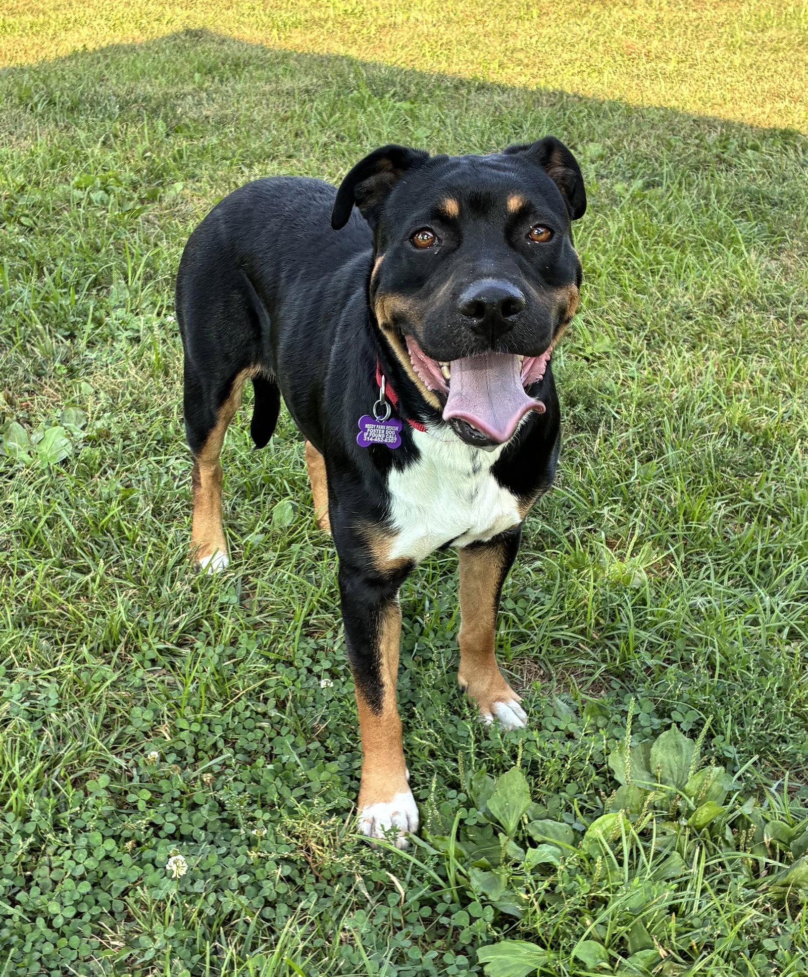 Enlarge Dolly, a Adoptable Hound in St. Louis, MO image 2/3