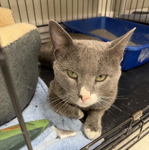 Enlarge Clint, a Adoptable Domestic Short Hair in Webster, MA image 1/1