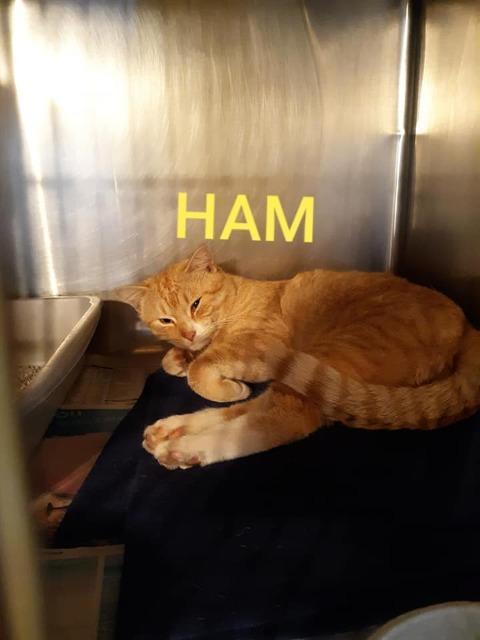 Enlarge HAM, a Adopted mixed breed in Marianna, FL image 1/1