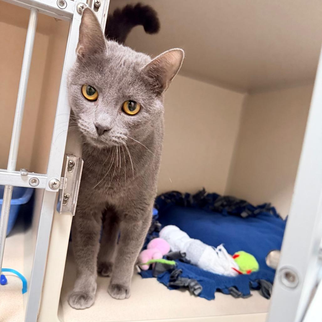 Balsam, a Adoptable mixed breed in Great Falls, MT image 1/5