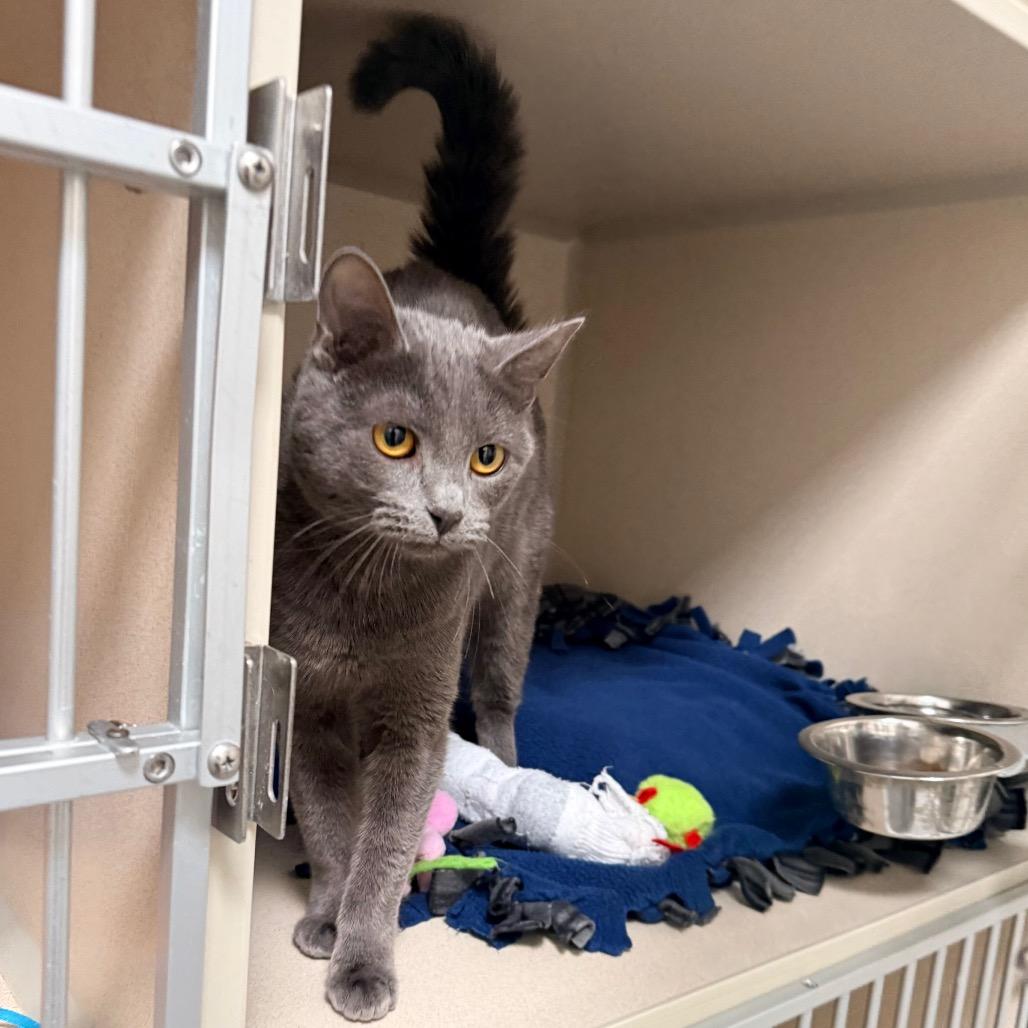 Balsam, a Adoptable mixed breed in Great Falls, MT image 2/5