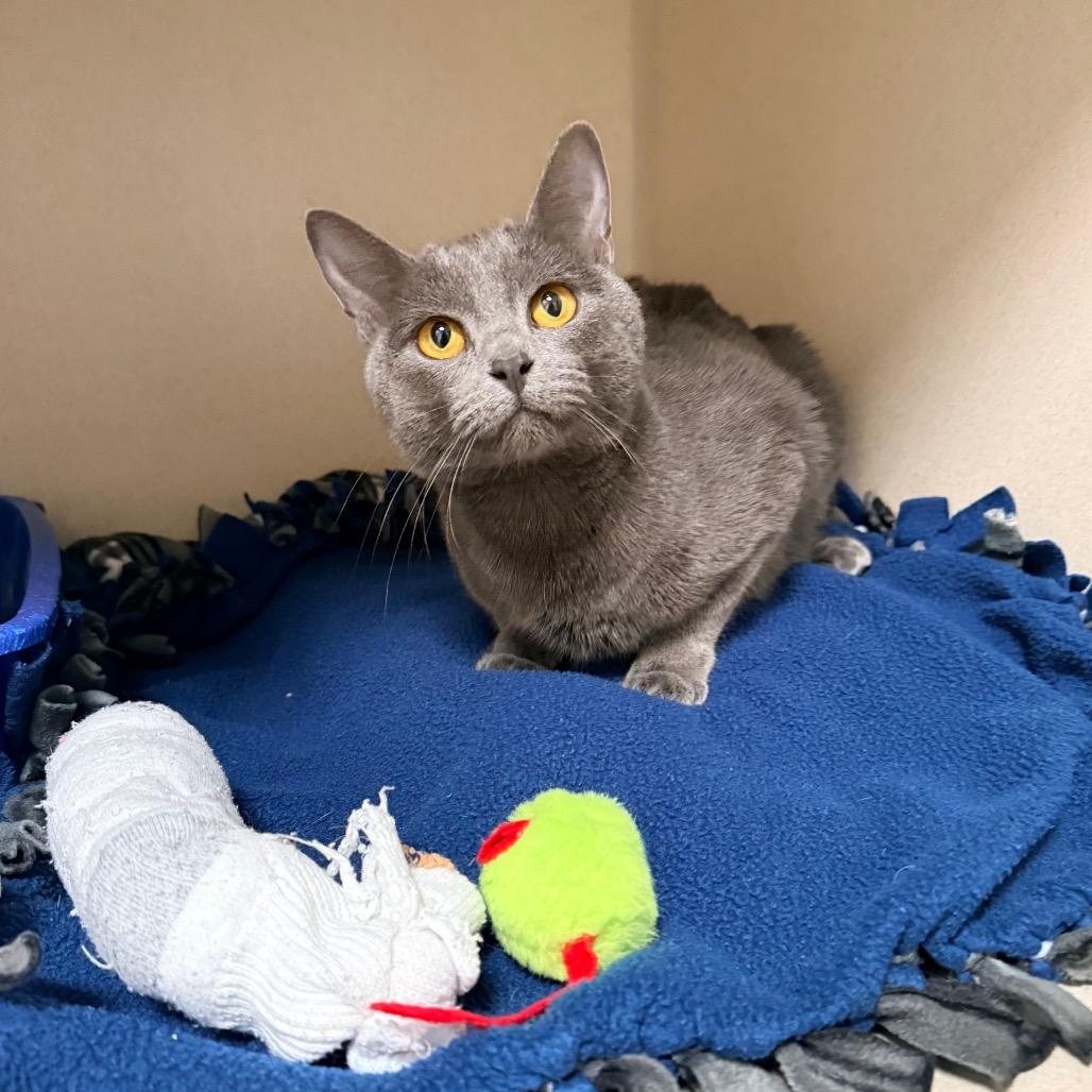 Balsam, a Adoptable mixed breed in Great Falls, MT image 3/5