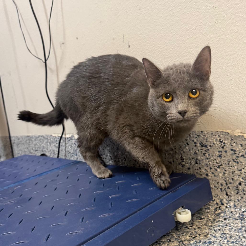 Balsam, a Adoptable mixed breed in Great Falls, MT image 5/5