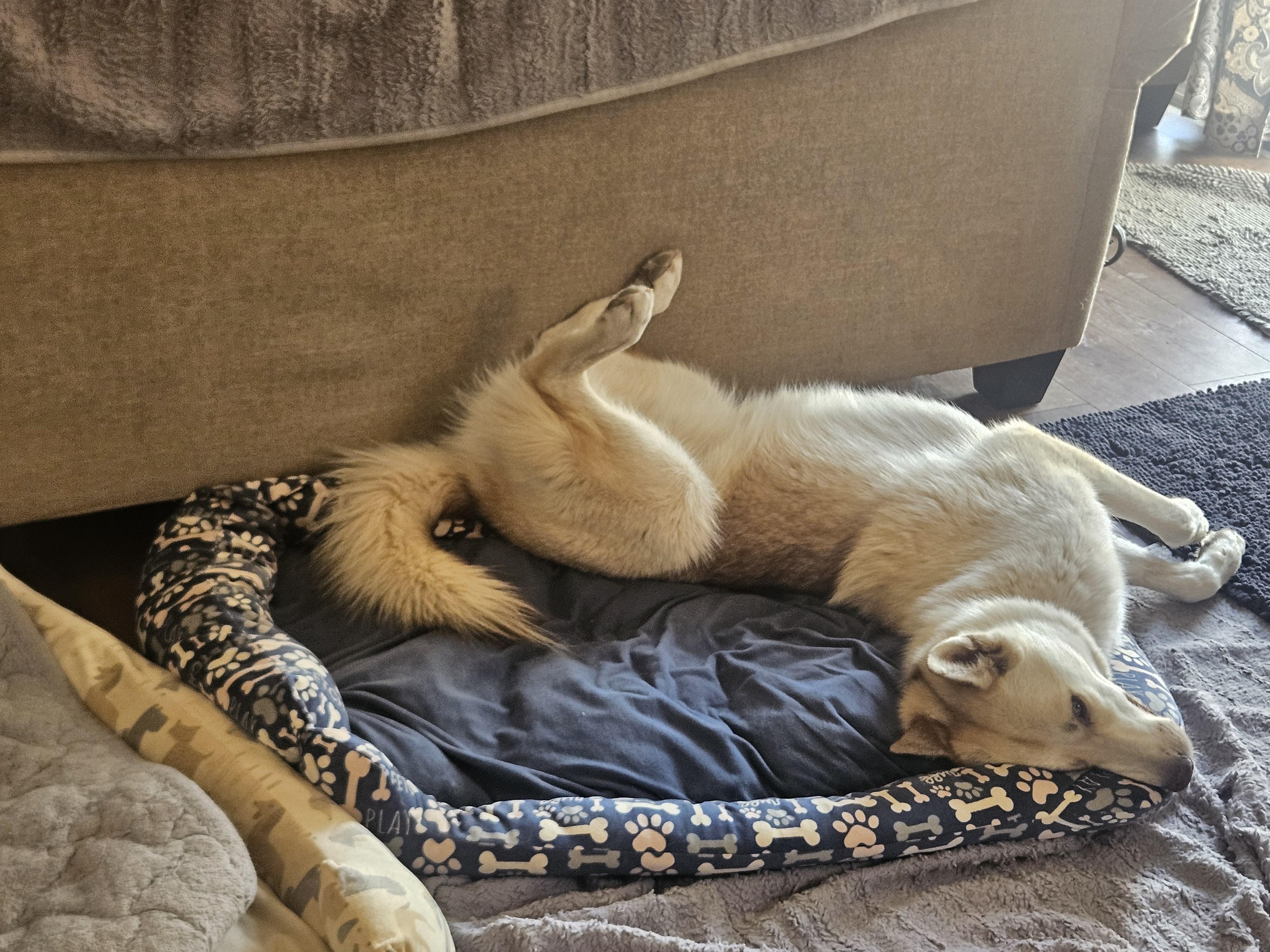 Enlarge Jolene- the Perfect Shepsky Combo, a Adoptable mixed breed in Lancaster, CA image 2/4