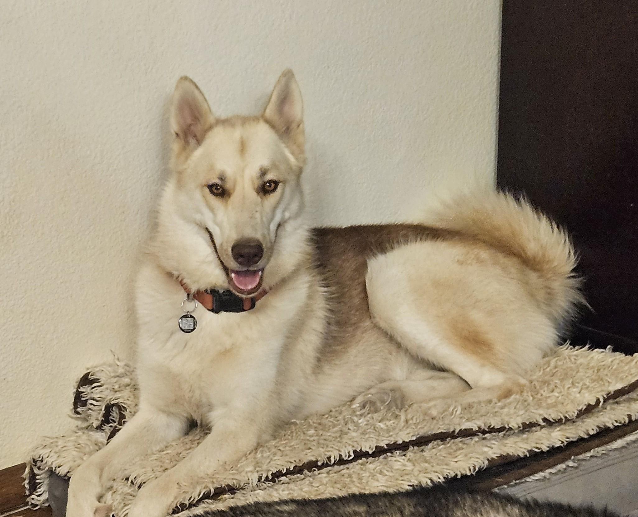 Jolene- the Perfect Shepsky Combo, Adoptable, Adult Female Husky & German Shepherd Dog.