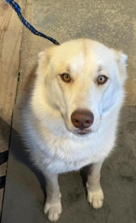 Enlarge Jolene- the Perfect Shepsky Combo, a Adoptable mixed breed in Lancaster, CA image 3/4
