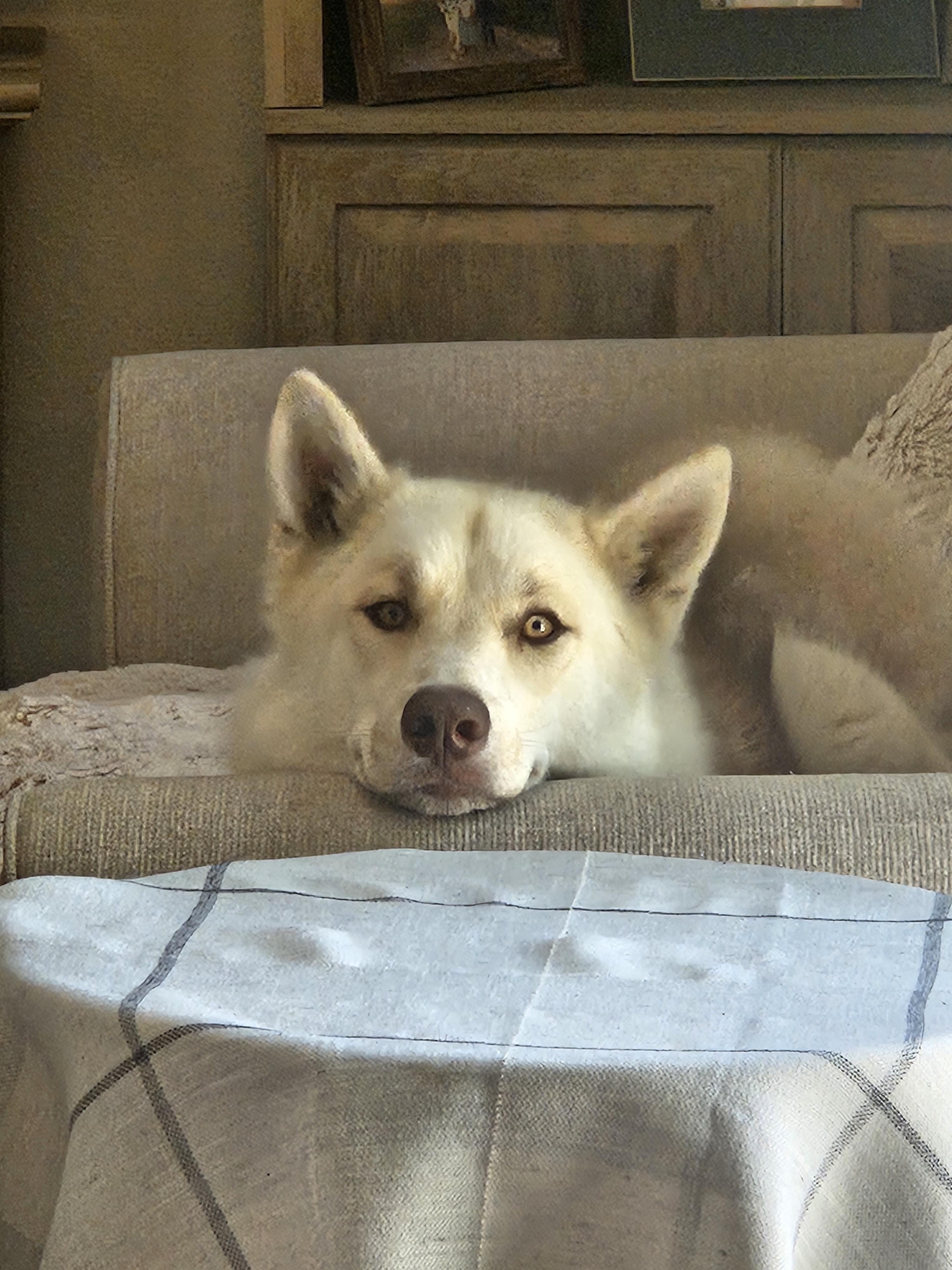 Enlarge Jolene- the Perfect Shepsky Combo, a Adoptable mixed breed in Lancaster, CA image 4/4