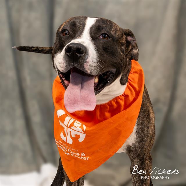COCOPUFF, Adoptable, Adult Male Pit Bull Terrier & Mixed Breed.