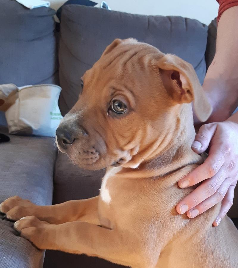 Vito, ADOPTABLE, Puppy Male Labrador Retriever & Boxer.