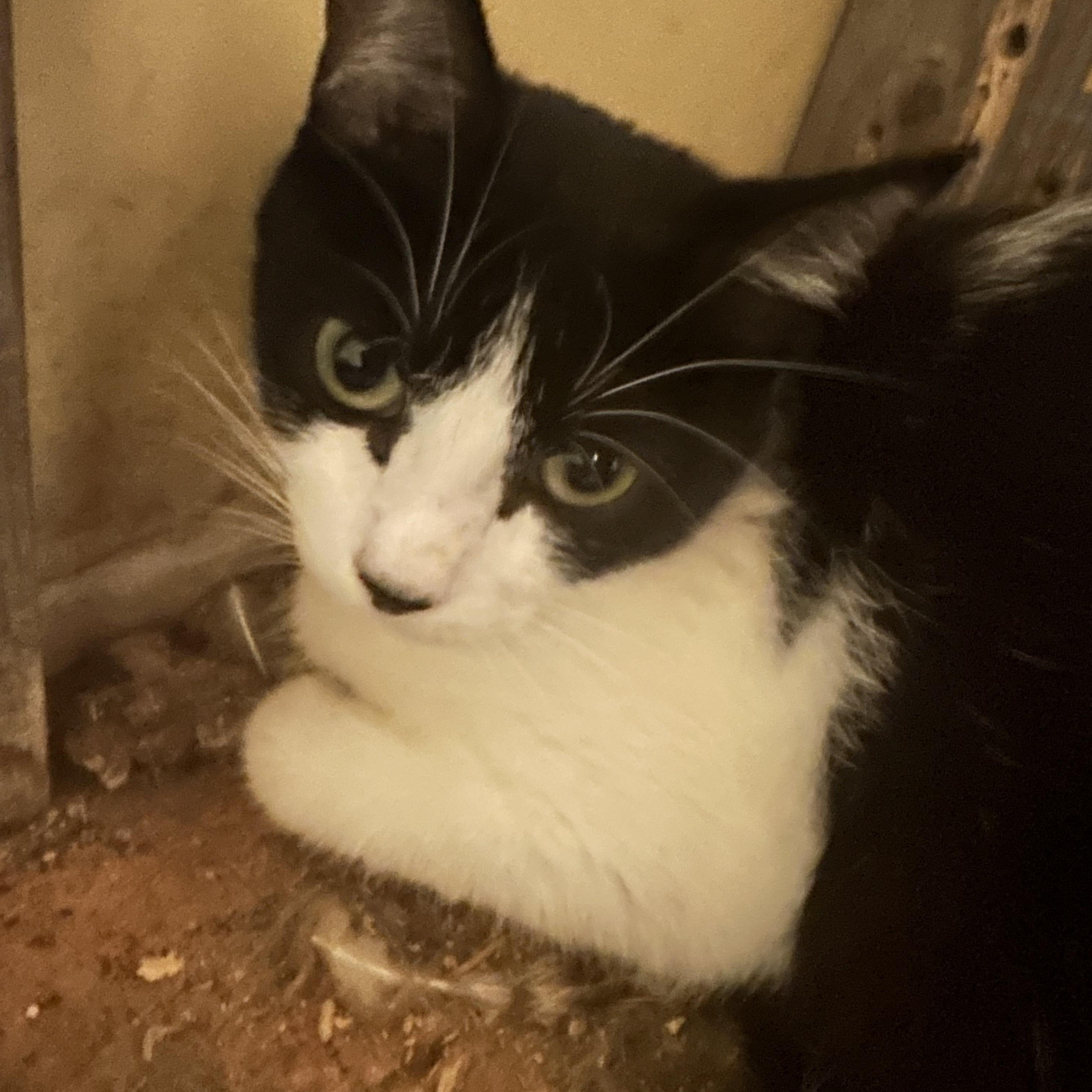 Enlarge Ninja, a Adoptable Tuxedo in Winnipeg, MB image 1/2
