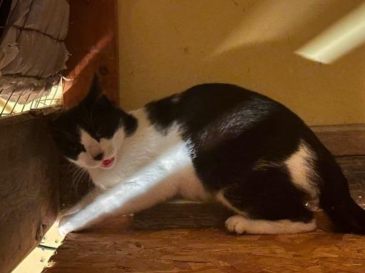 Enlarge Ninja, a Adoptable Tuxedo in Winnipeg, MB image 2/2