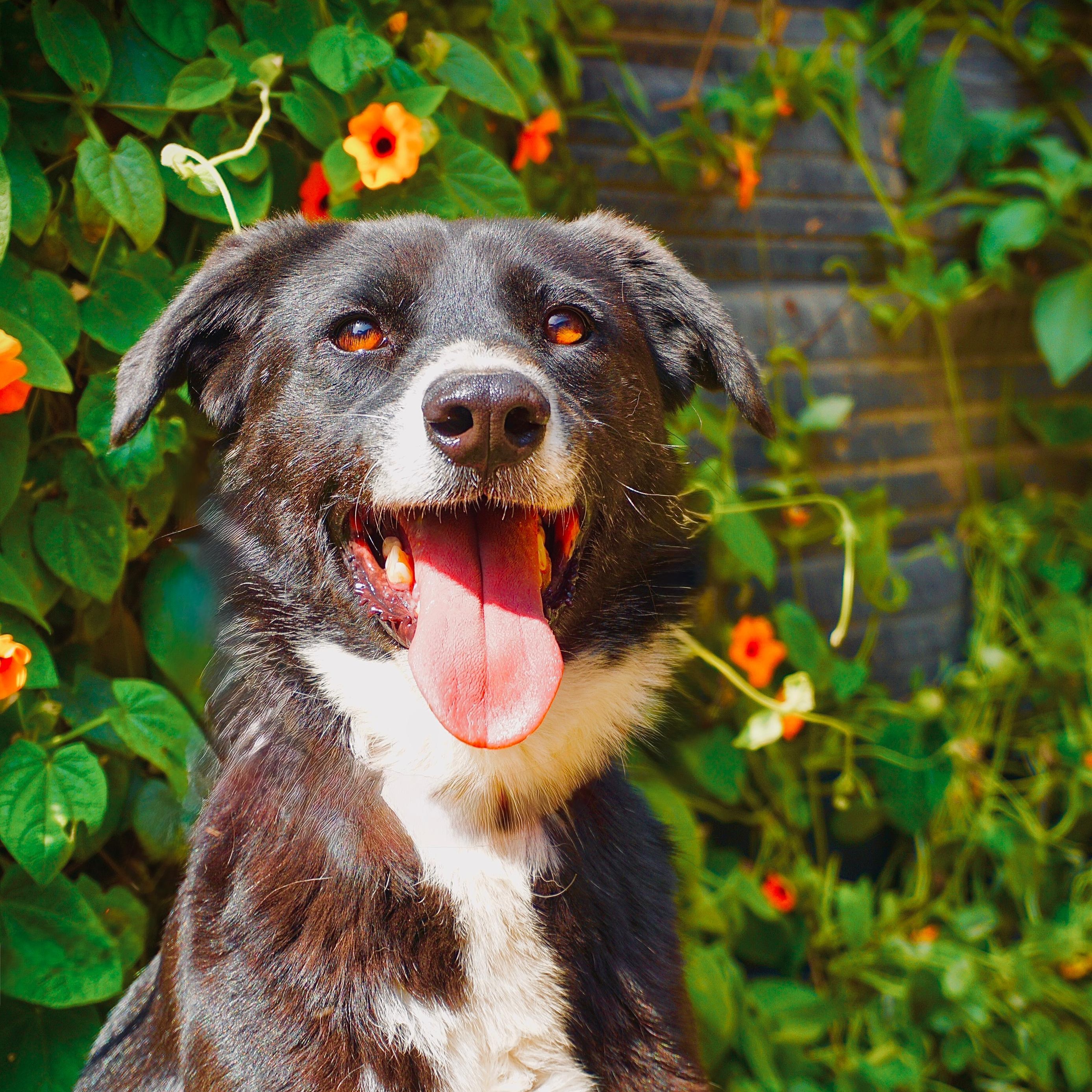 Azzi, a Adoptable mixed breed in Incline Village, NV image 1/4