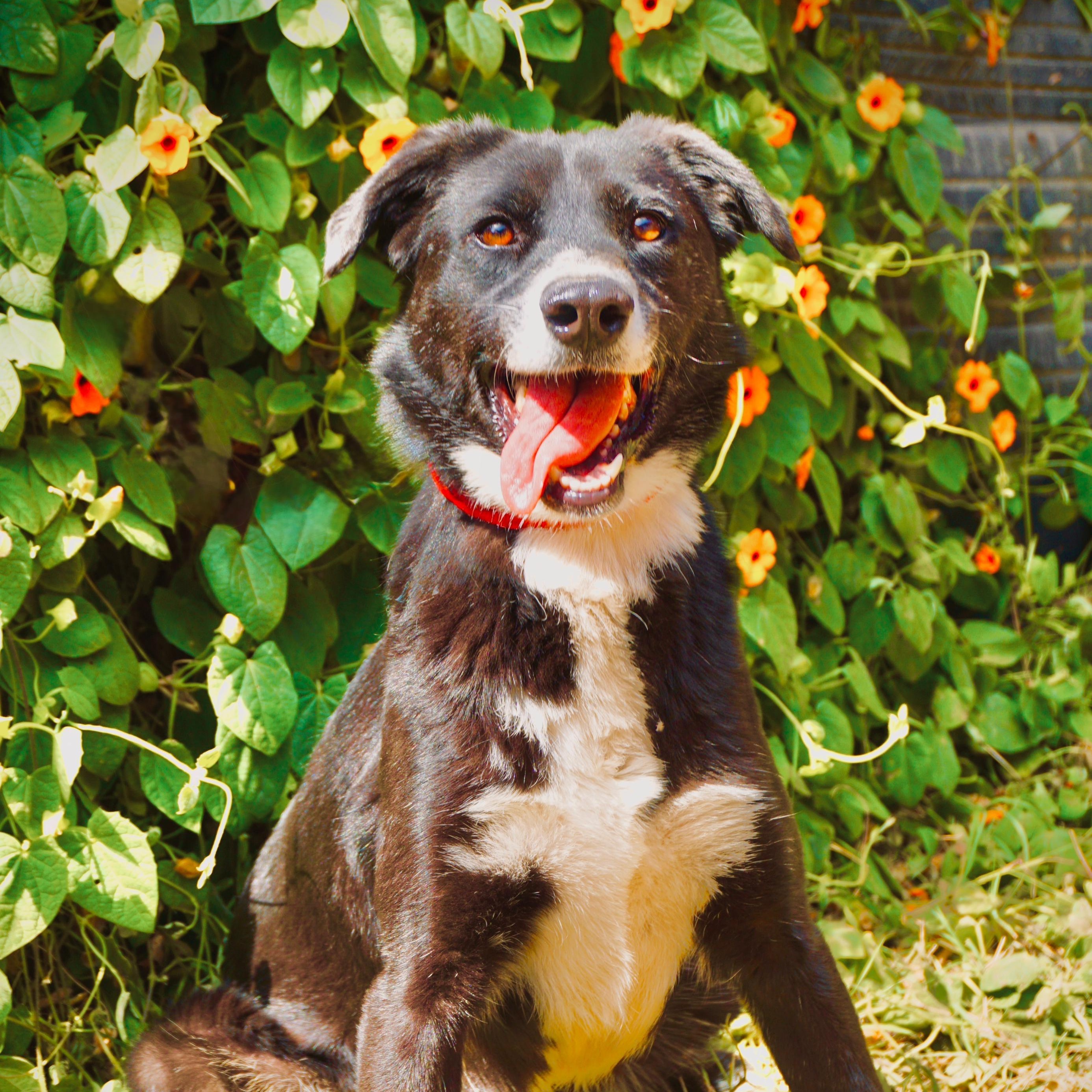 Azzi, a Adoptable mixed breed in Incline Village, NV image 4/4
