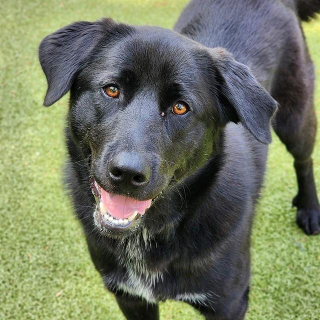 Enlarge CHESSY, a Adoptable Mixed Breed in Edmond, OK image 1/1