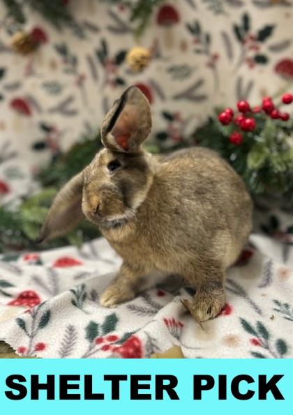 Cocoa, Adoptable, Baby Female Lop Eared.