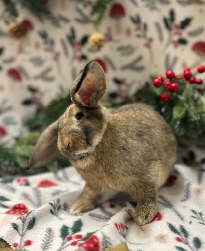 Cocoa, Adoptable, Baby Female Lop Eared.