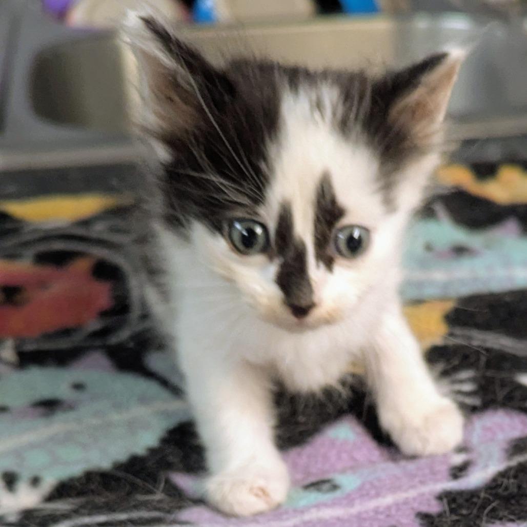 Enlarge January, a Adoptable Domestic Long Hair in Brighton, MO image 1/1