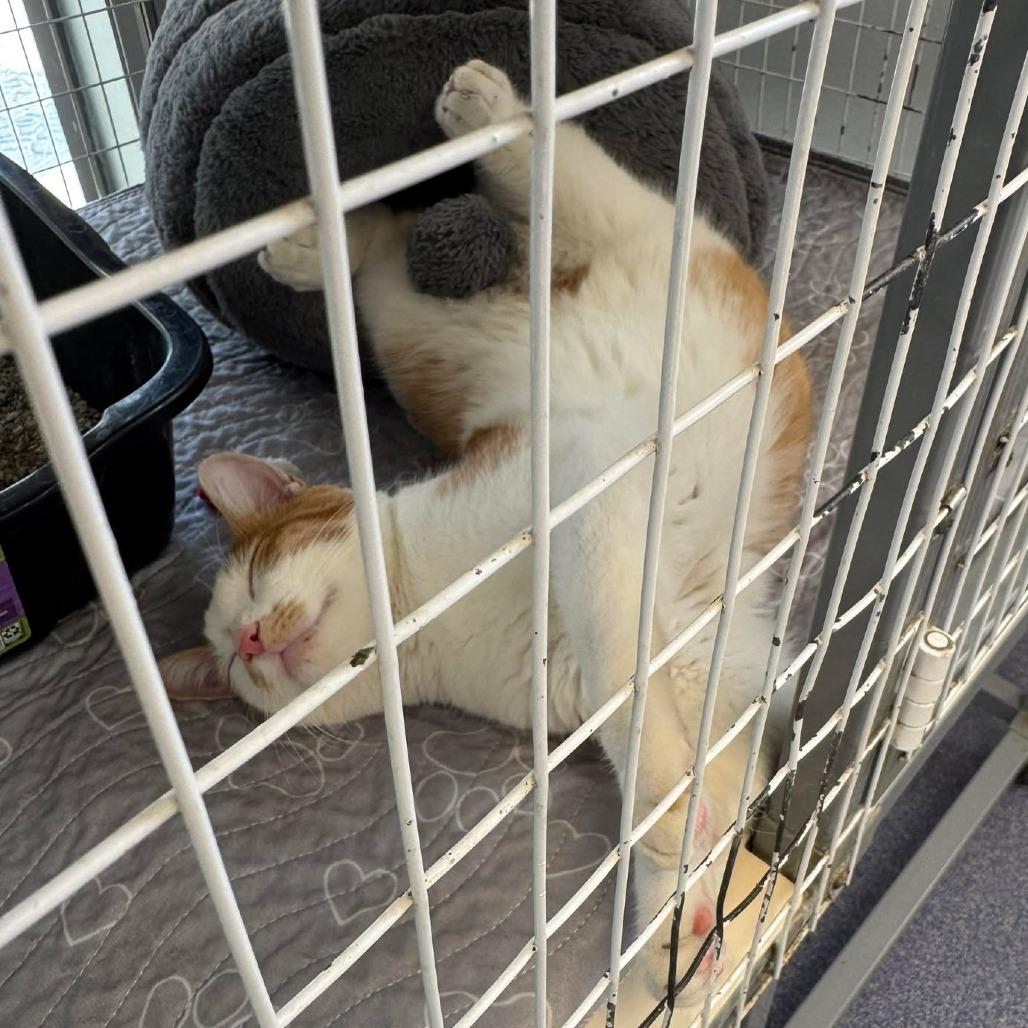 Banana Pudding, Adoptable, Young Male Domestic Medium Hair.