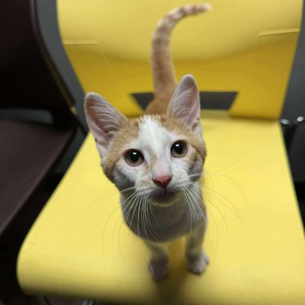 Banana Pudding, Adoptable, Young Male Domestic Medium Hair.