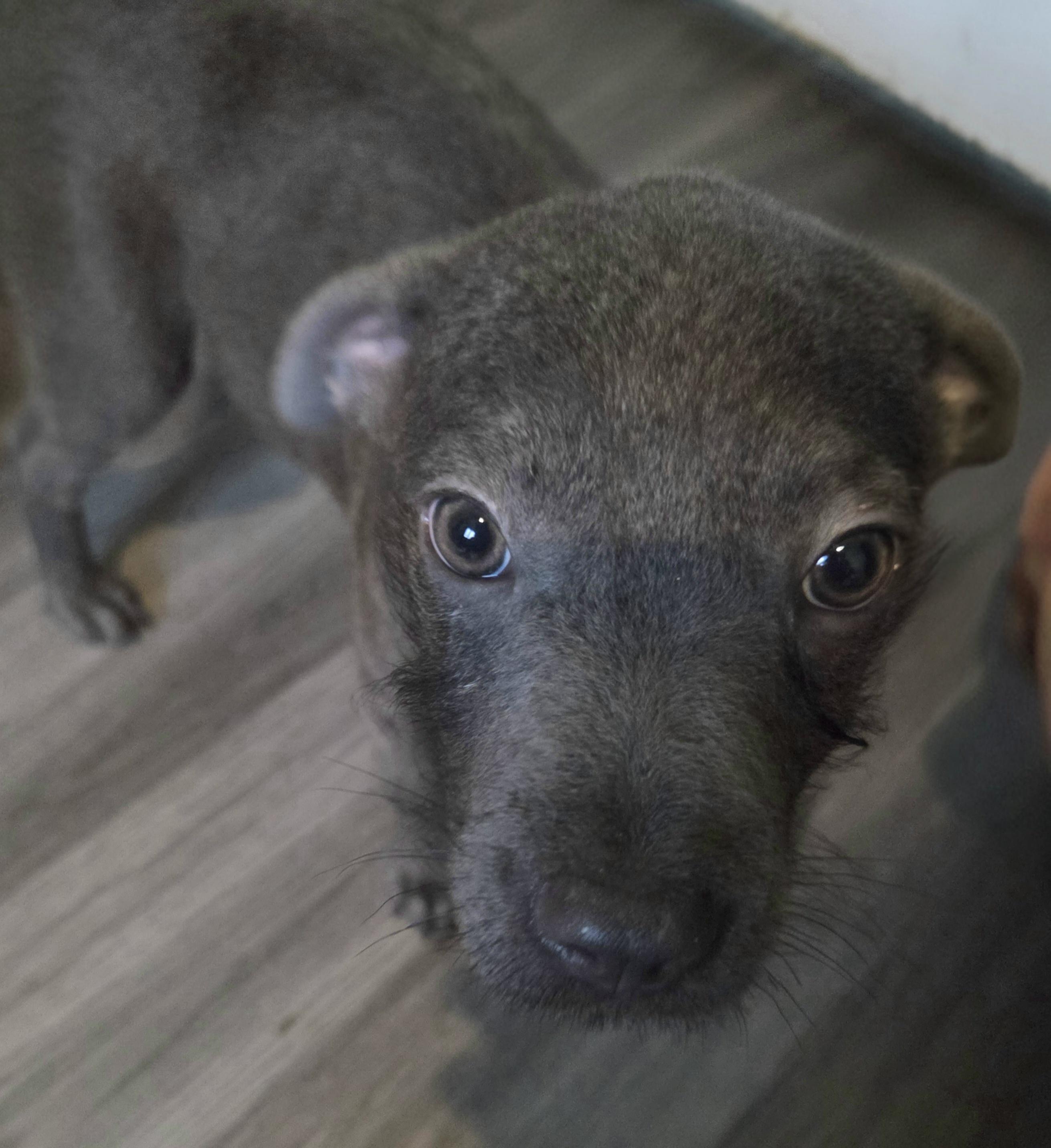 Enlarge Dorothy, a Adoptable mixed breed in Montgomery, IL image 3/4