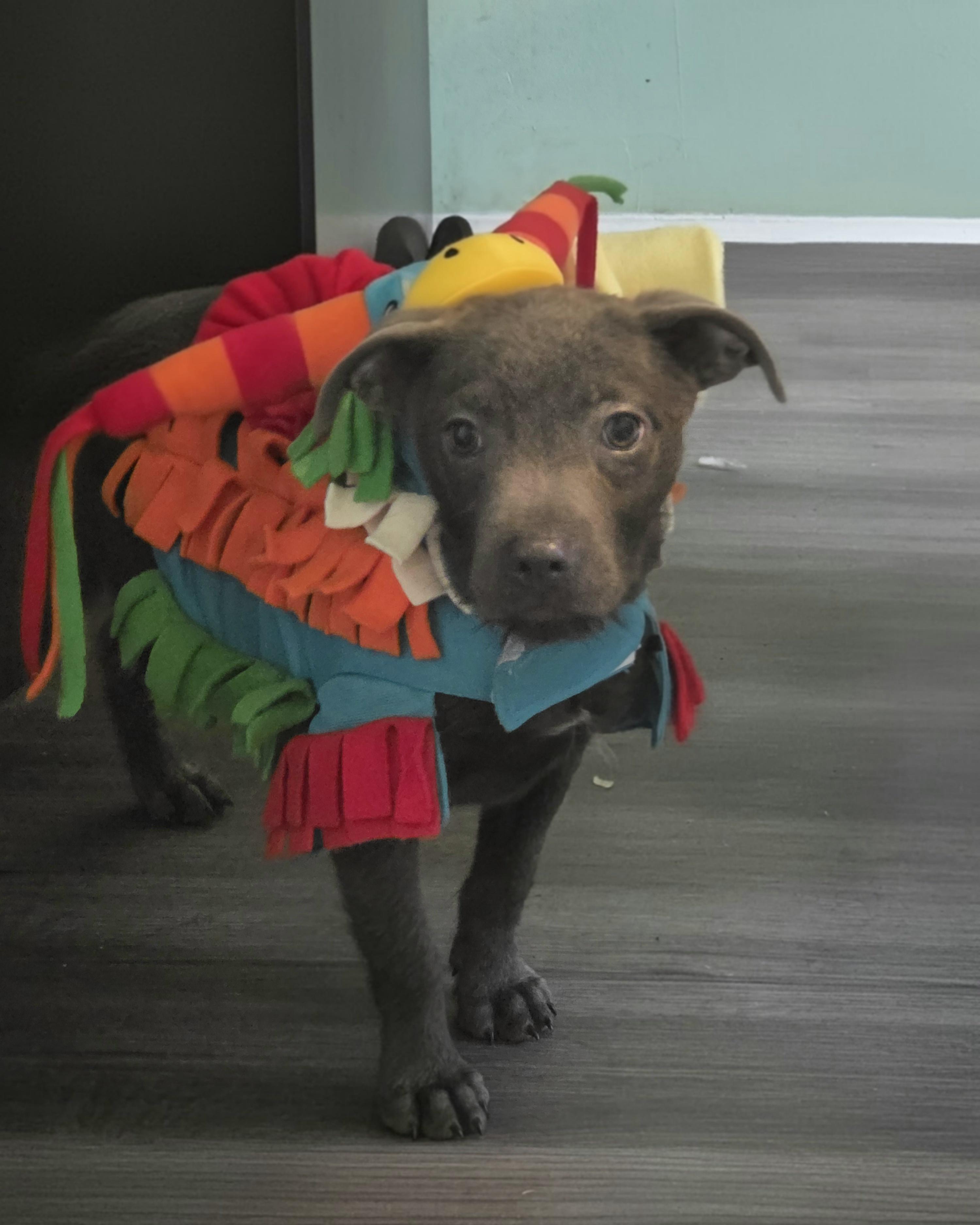 Enlarge Dorothy, a Adoptable mixed breed in Montgomery, IL image 1/4