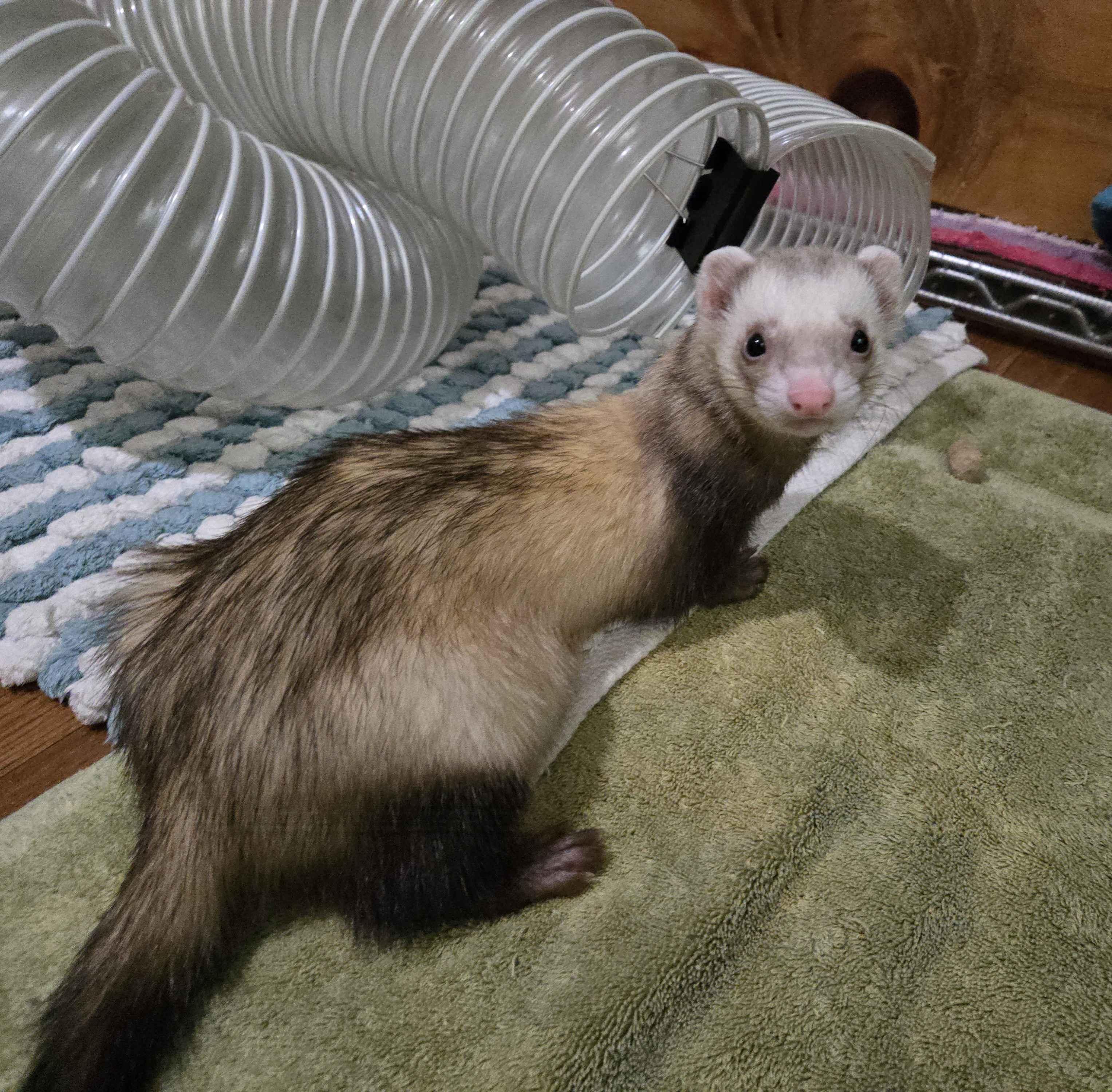 Enlarge Alvin, a ADOPTABLE Ferret in Acworth, GA image 1/2