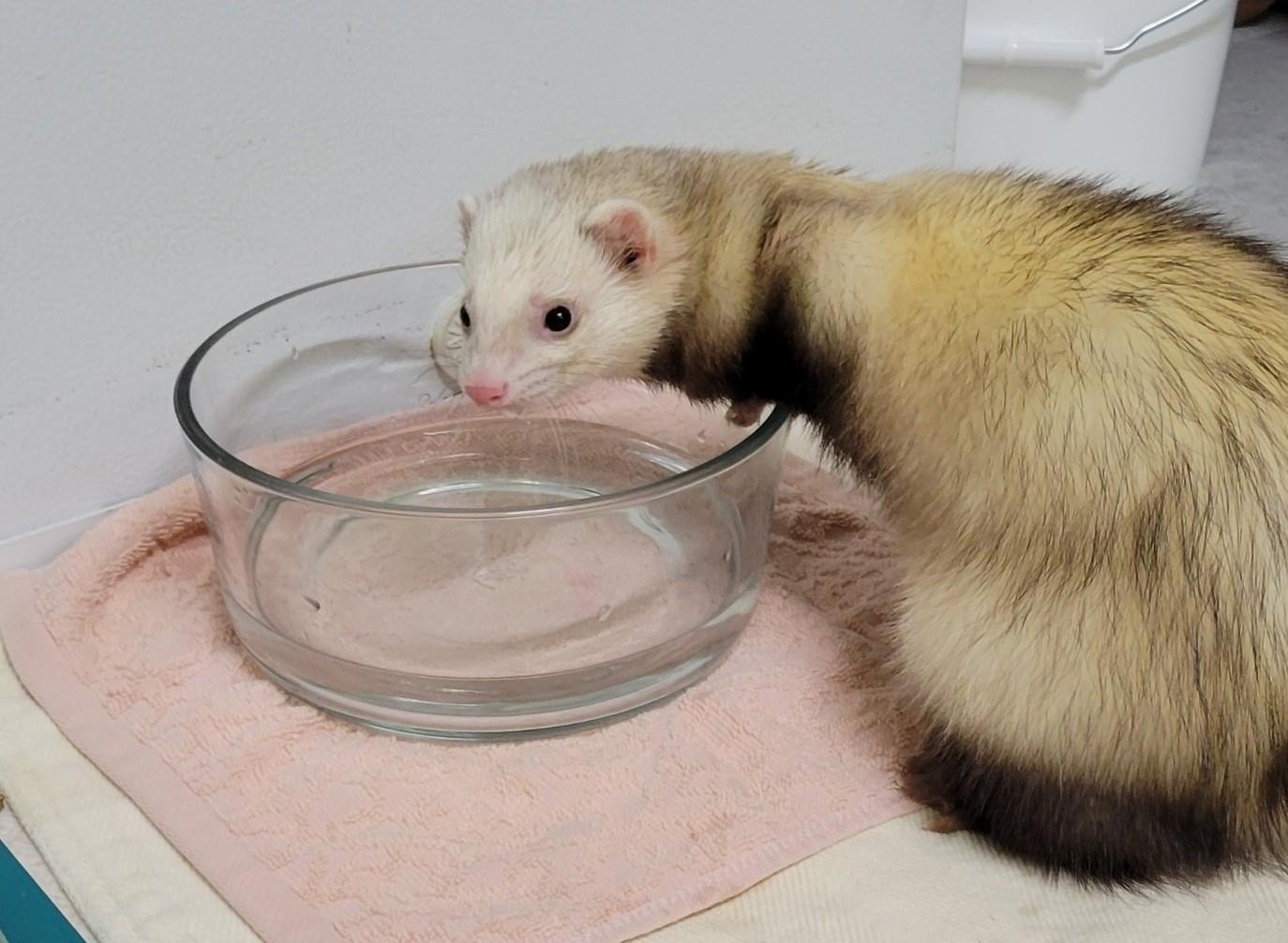 Enlarge Alvin, a ADOPTABLE Ferret in Acworth, GA image 2/2