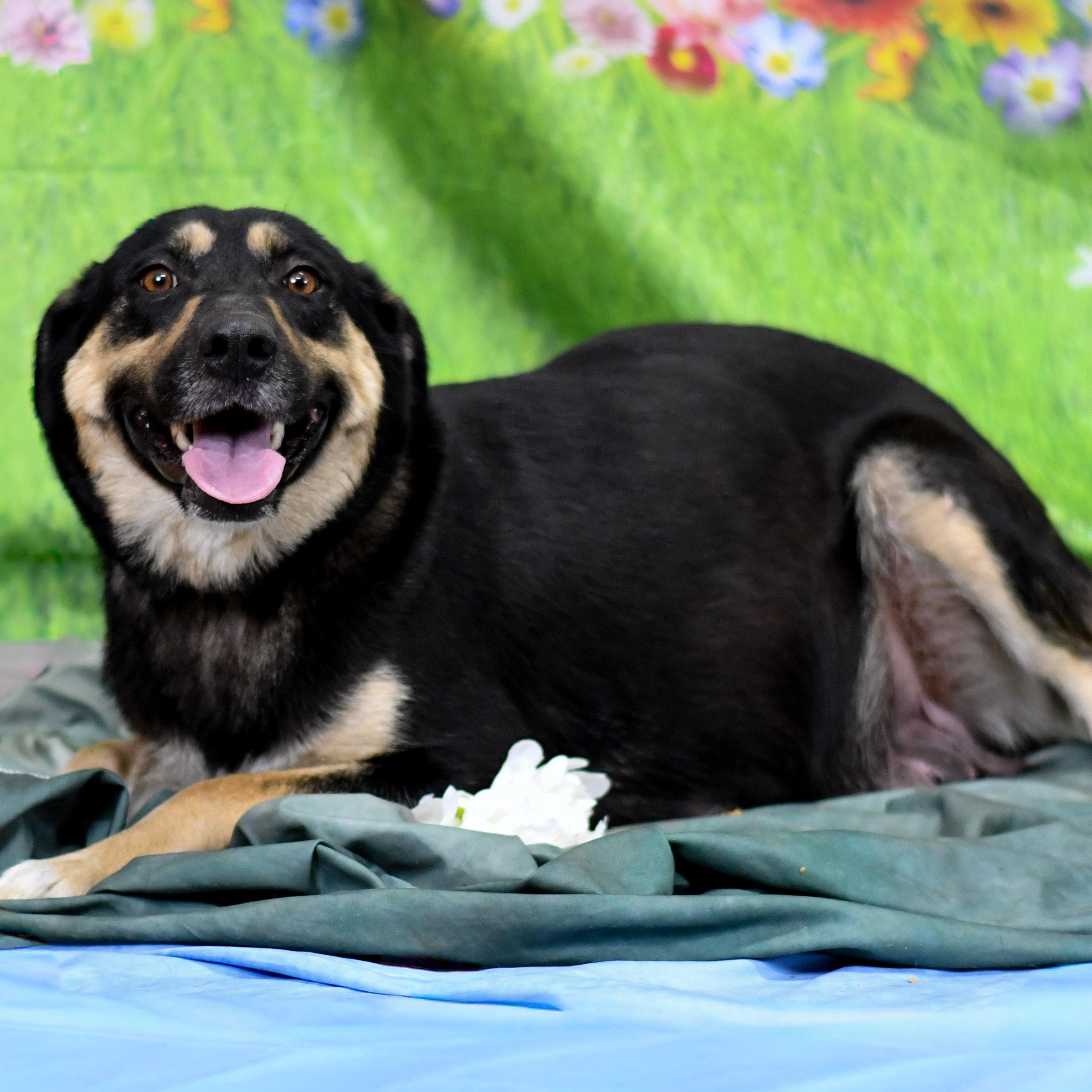 Skyy, adopted, Adult Male Shepherd.