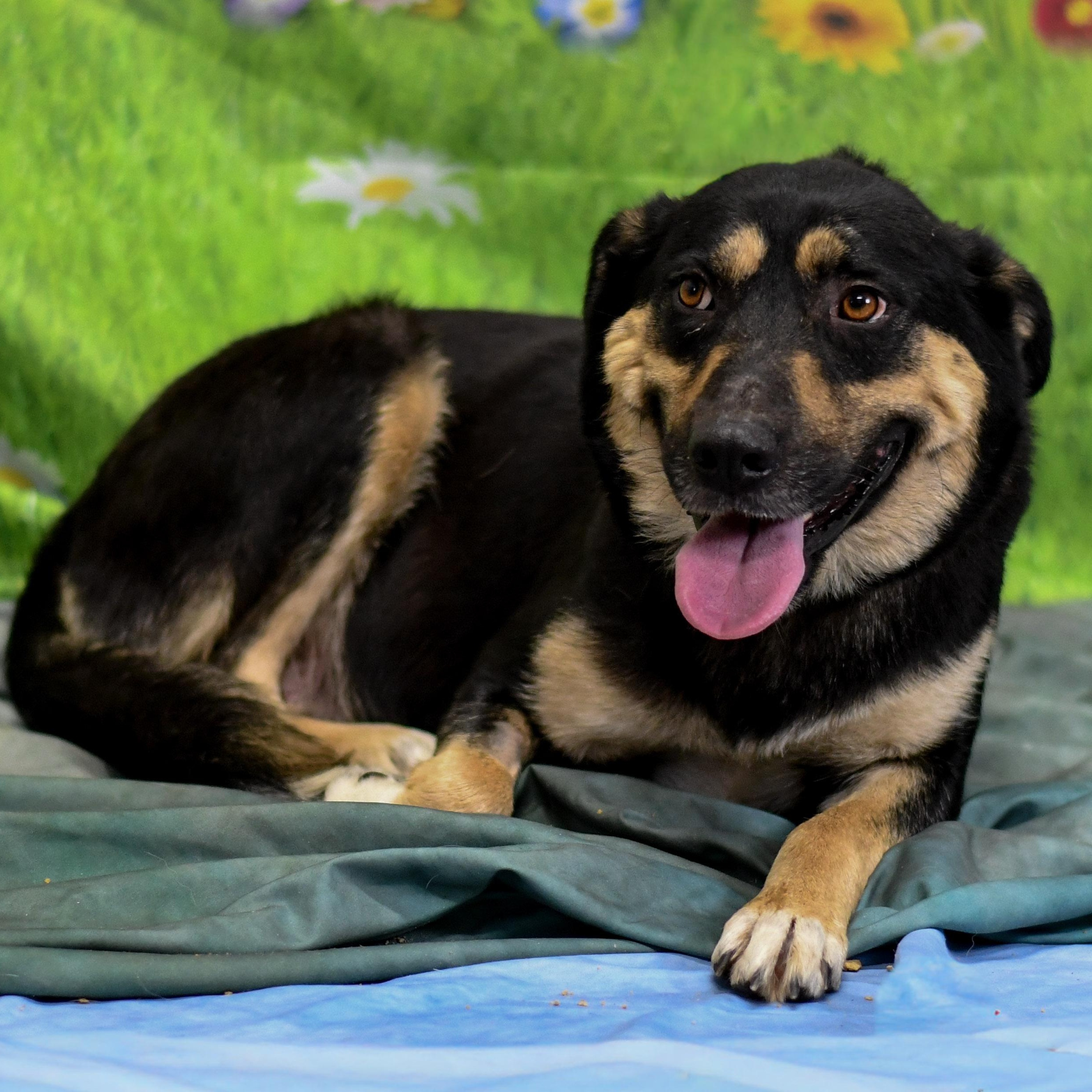 Skyy, an adopted mixed breed in Defuniak Springs, FL image 2/2