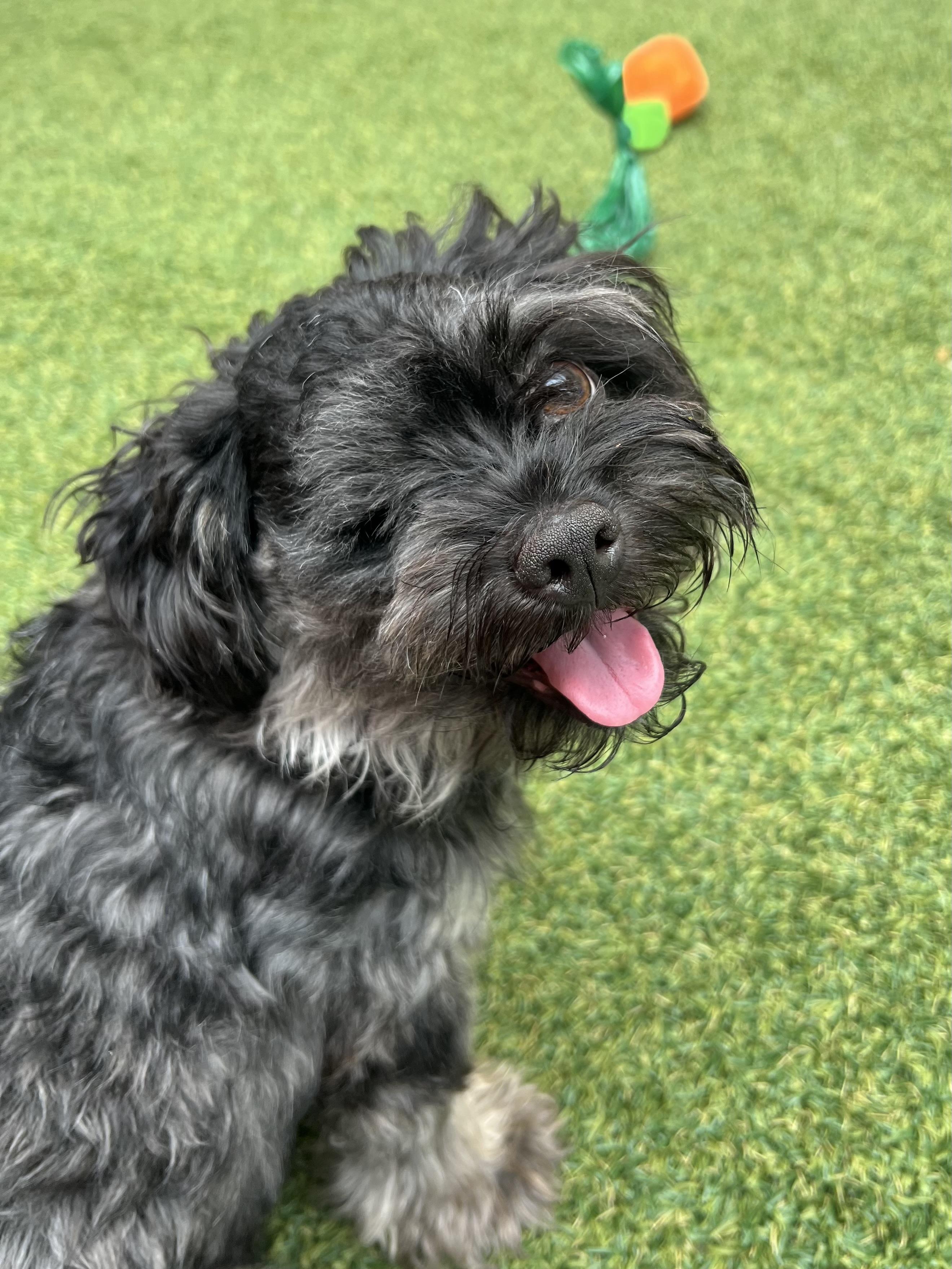 Enlarge Alder, a Adoptable Shih Tzu in Seattle, WA image 2/2