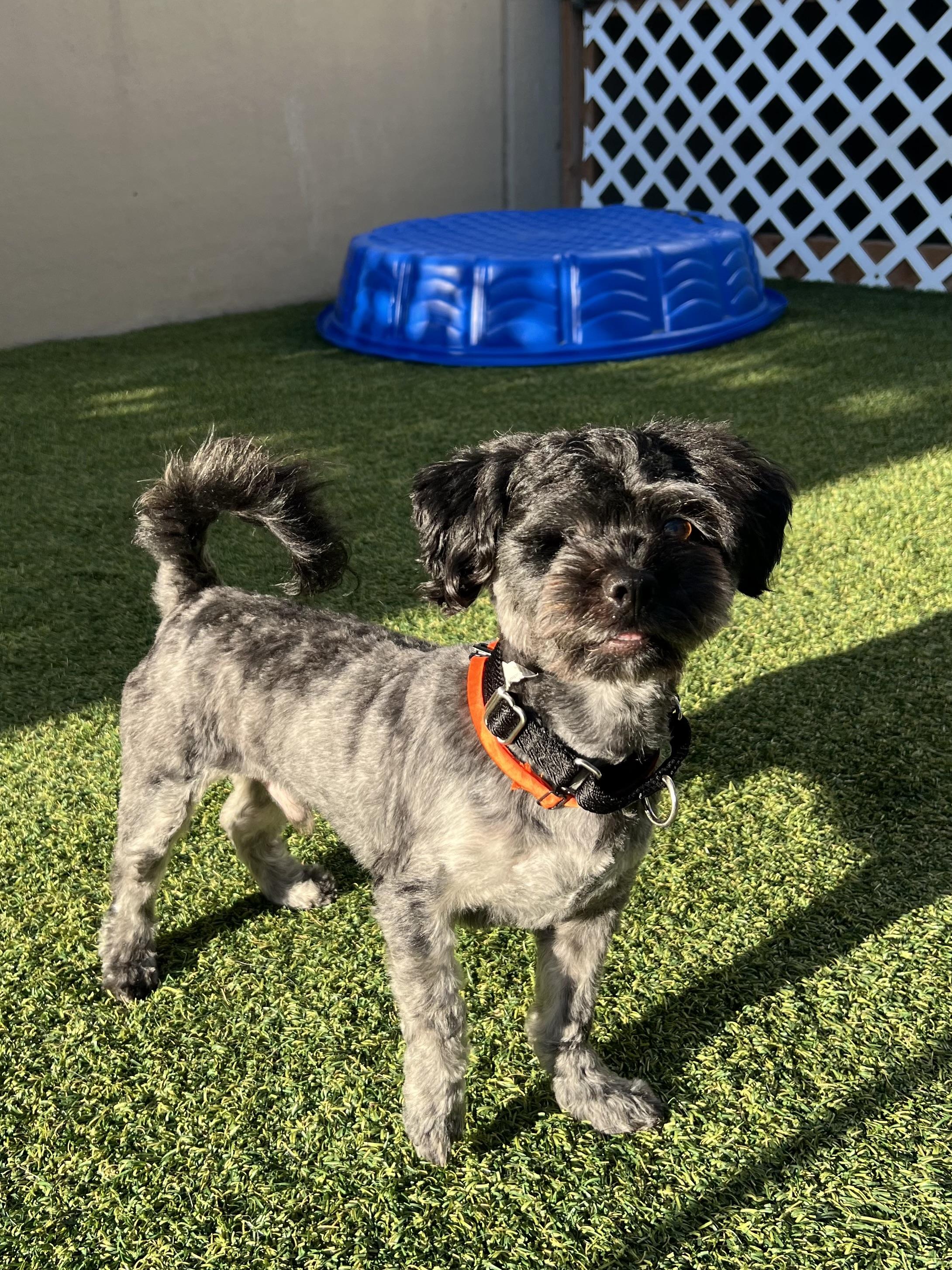 Enlarge Alder, a Adoptable Shih Tzu in Seattle, WA image 1/2