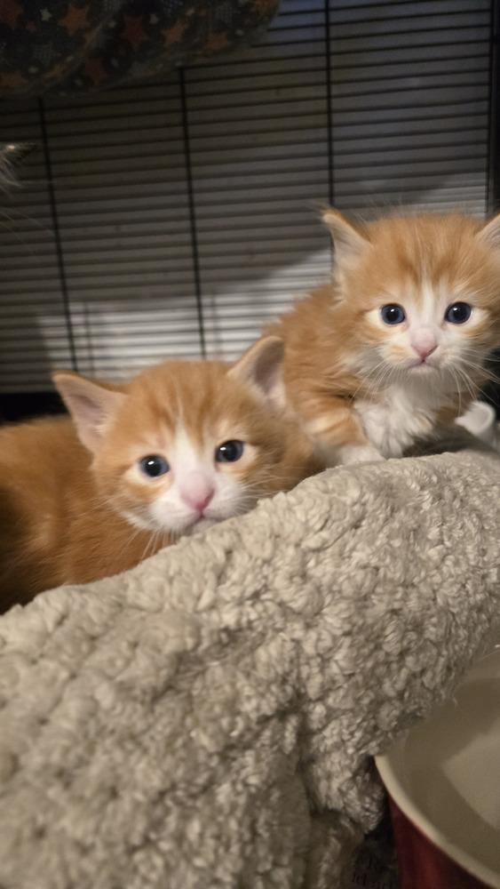 Pigwidgeon, Adoptable, Adult Male Domestic Short Hair & Turkish Angora.