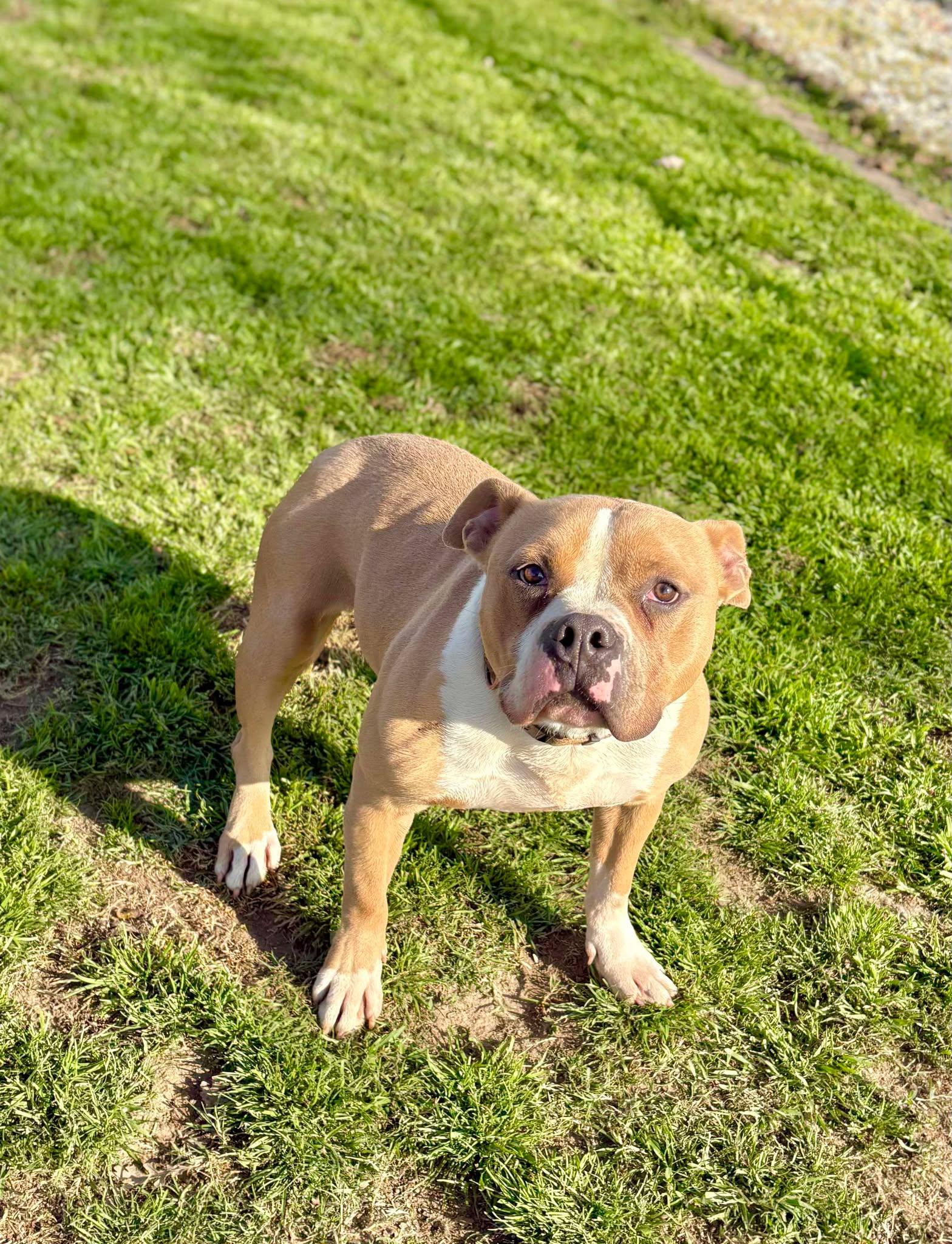 Enlarge Kingston, a Adoptable Pit Bull Terrier in Visalia, CA image 1/3