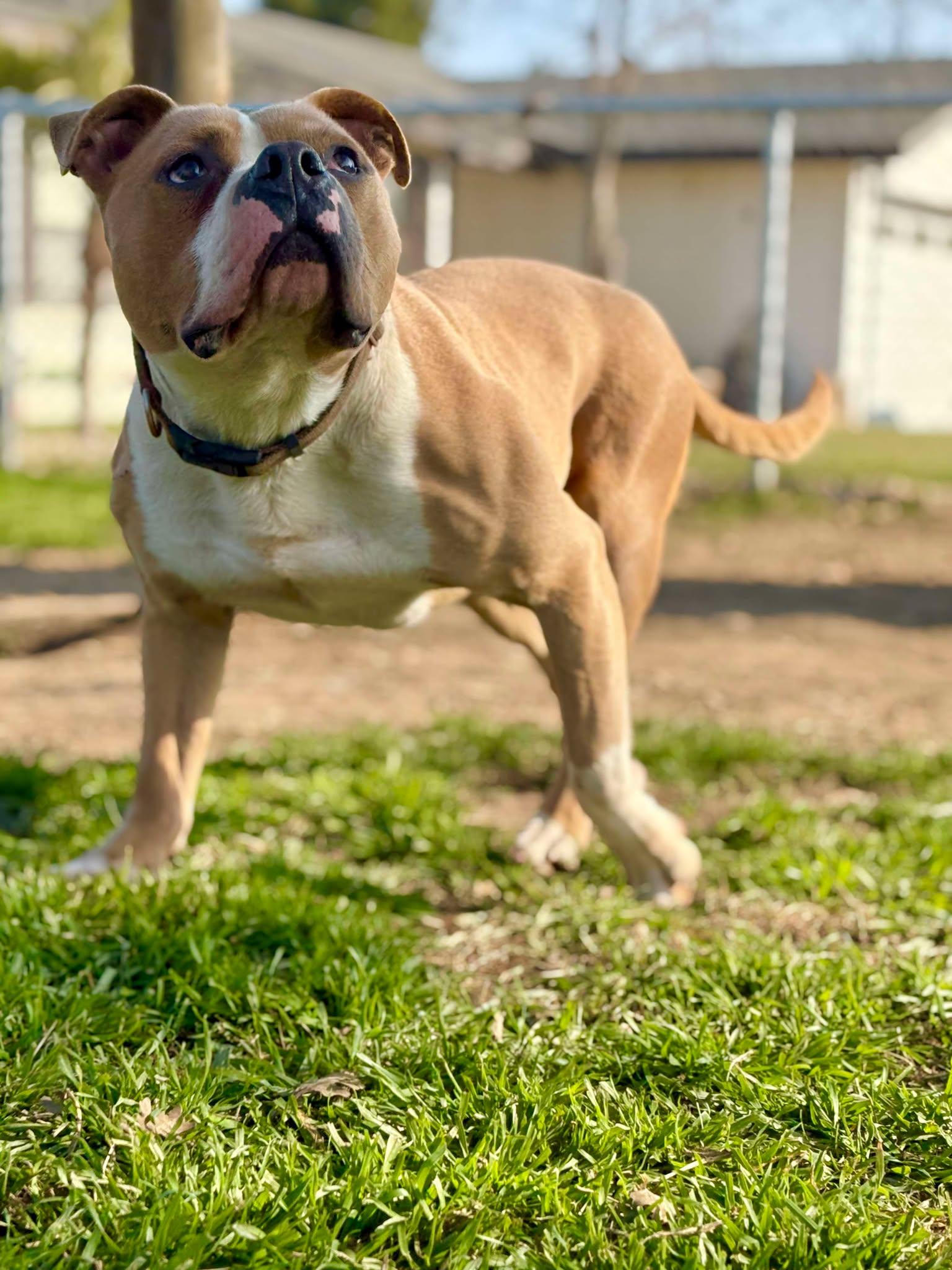 Enlarge Kingston, a Adoptable Pit Bull Terrier in Visalia, CA image 2/3