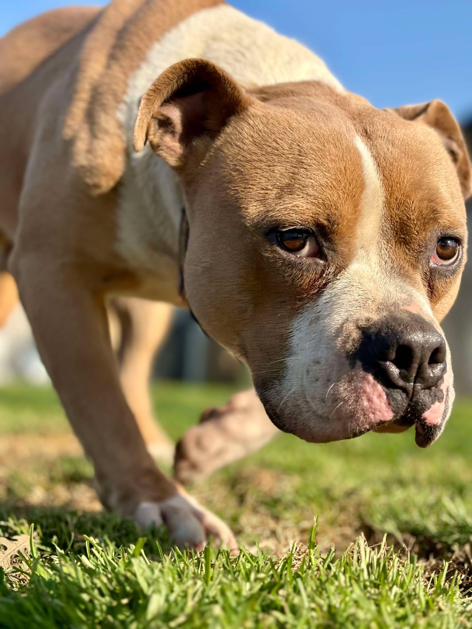 Enlarge Kingston, a Adoptable Pit Bull Terrier in Visalia, CA image 3/3