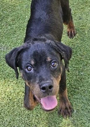 Keegan, a Adopted Rottweiler in Mooresville, NC image 1/3