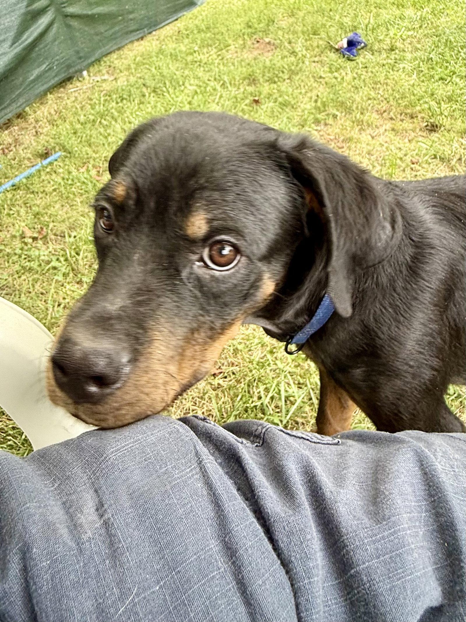 Keegan, a Adopted Rottweiler in Mooresville, NC image 2/3