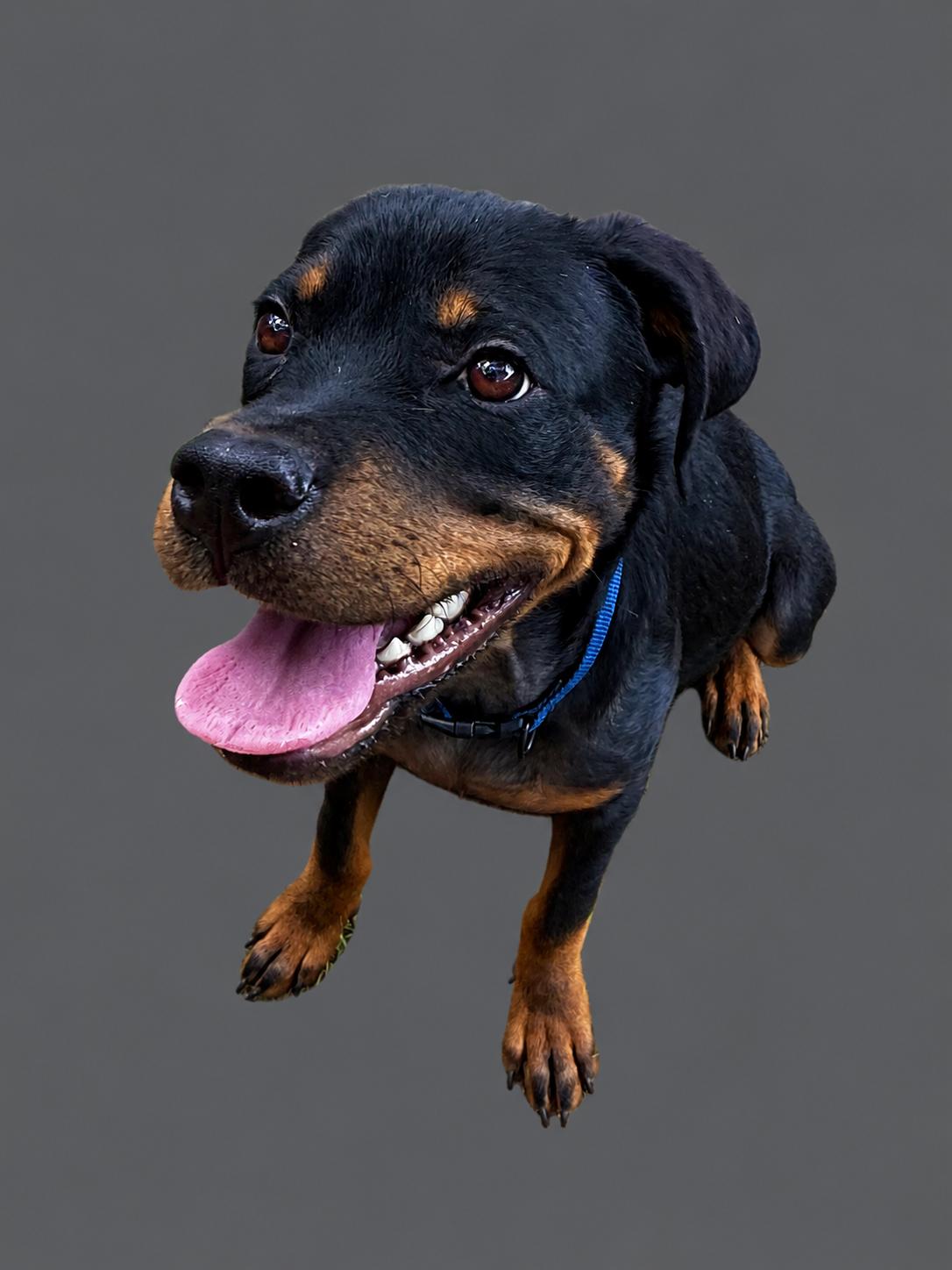 Keegan, a Adopted Rottweiler in Mooresville, NC image 3/3