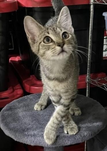 Enlarge Holly...a little bit of holly-jolly, all year long, a Adoptable Domestic Short Hair in Murfreesboro, TN image 2/4
