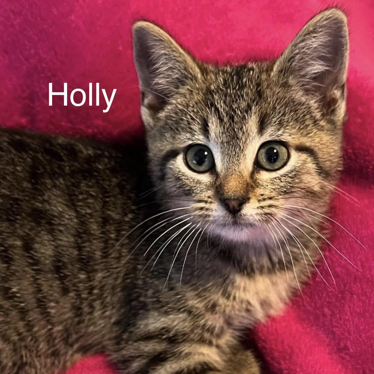 Enlarge Holly...a little bit of holly-jolly, all year long, a Adoptable Domestic Short Hair in Murfreesboro, TN image 3/4