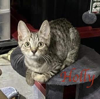 Enlarge Holly...a little bit of holly-jolly, all year long, a Adoptable Domestic Short Hair in Murfreesboro, TN image 1/4