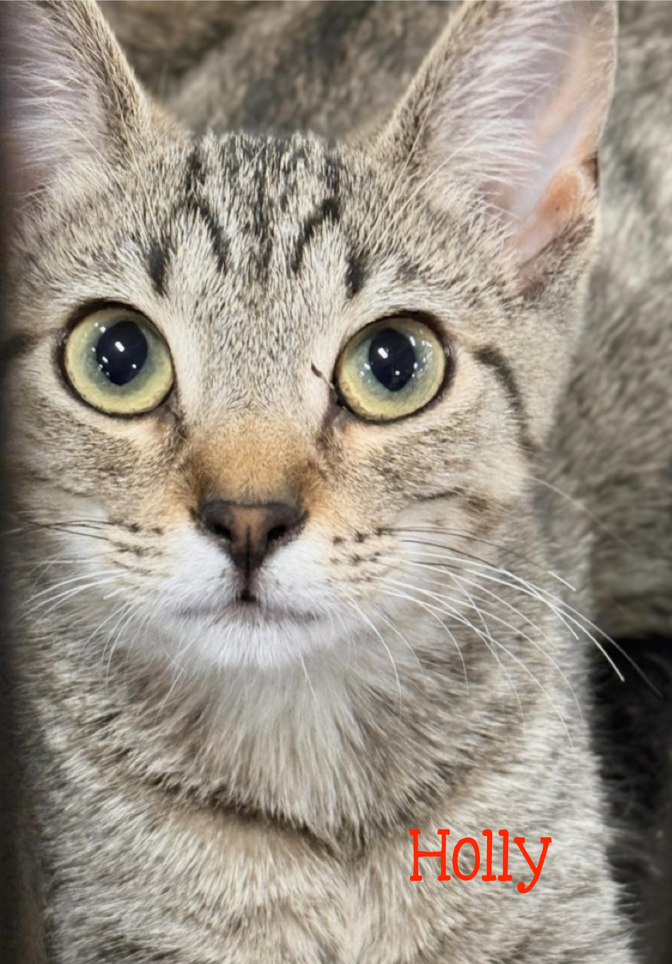 Holly...a little bit of holly-jolly, all year long, a Adoptable Domestic Short Hair in Murfreesboro, TN image 1/5
