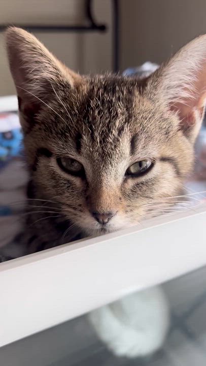 Enlarge Holly...a little bit of holly-jolly, all year long, a Adoptable Domestic Short Hair in Murfreesboro, TN video 4/4