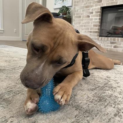 Wabi Sabi, Adoptable, Adult Male Pit Bull Terrier & Mixed Breed.