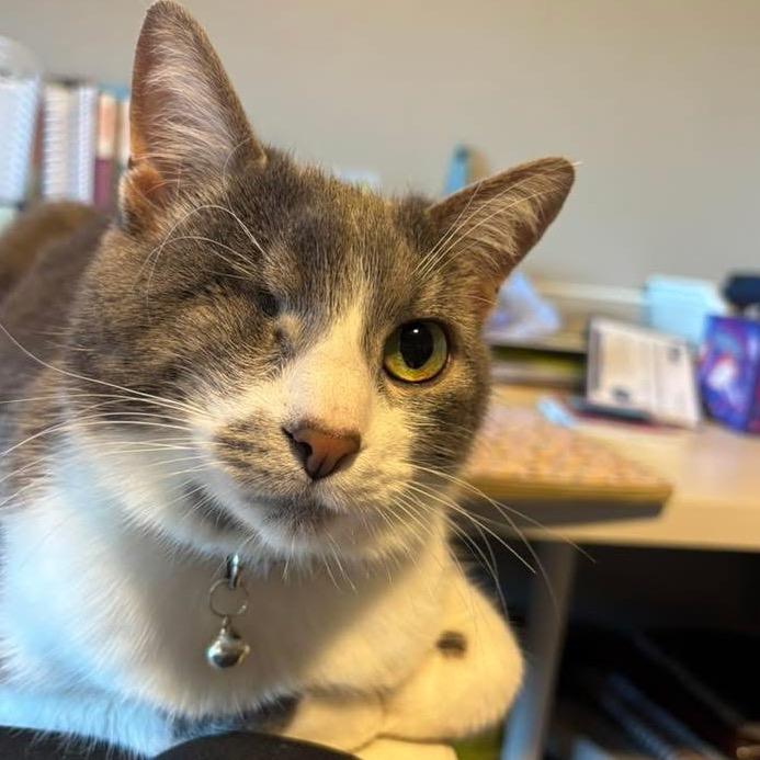 Mouse, Adoptable, Adult Male Turkish Van.