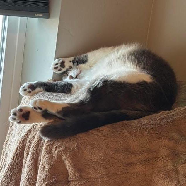 Enlarge Mouse, a Adoptable Turkish Van in Bountiful, UT image 2/6