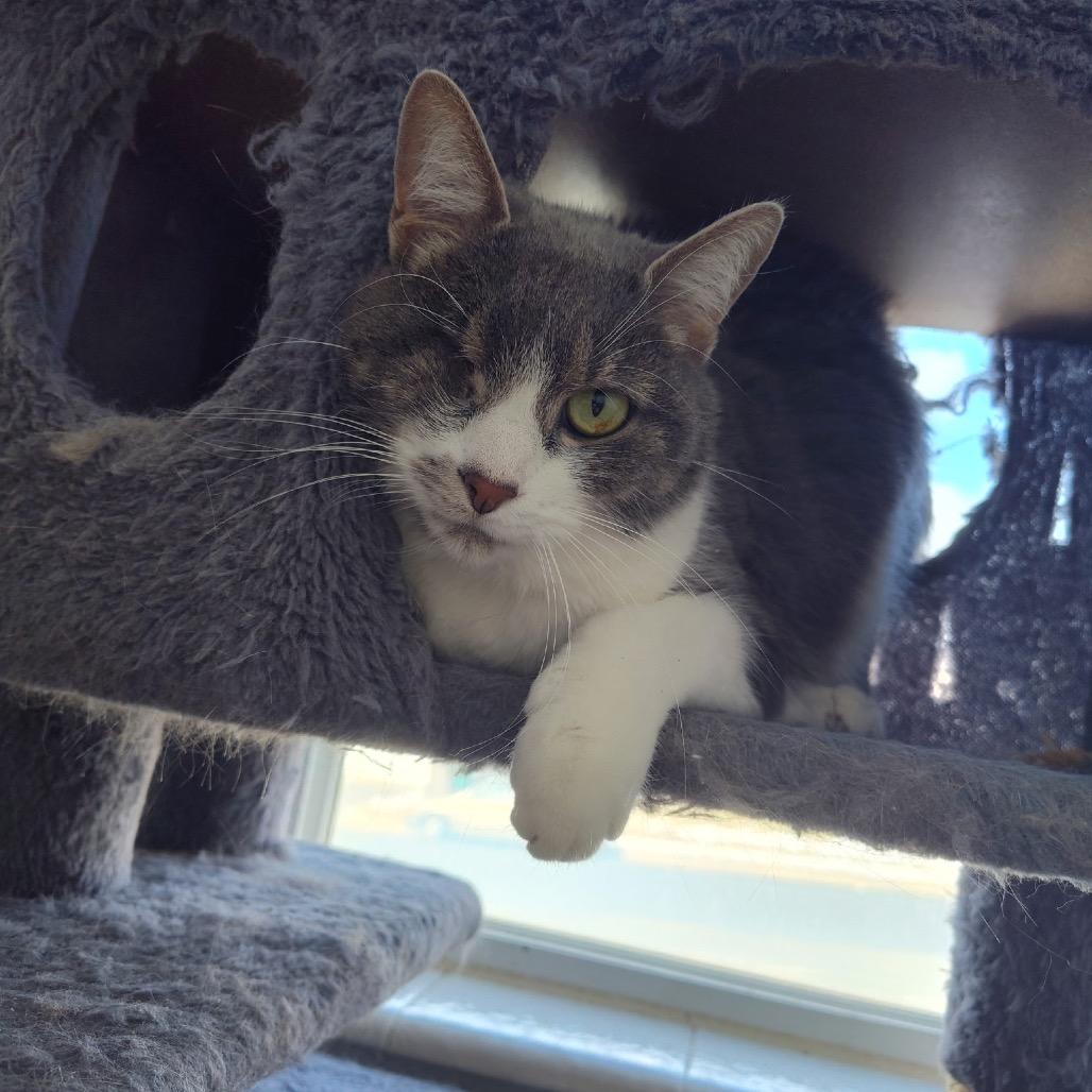 Enlarge Mouse, a Adoptable Turkish Van in Bountiful, UT image 6/6