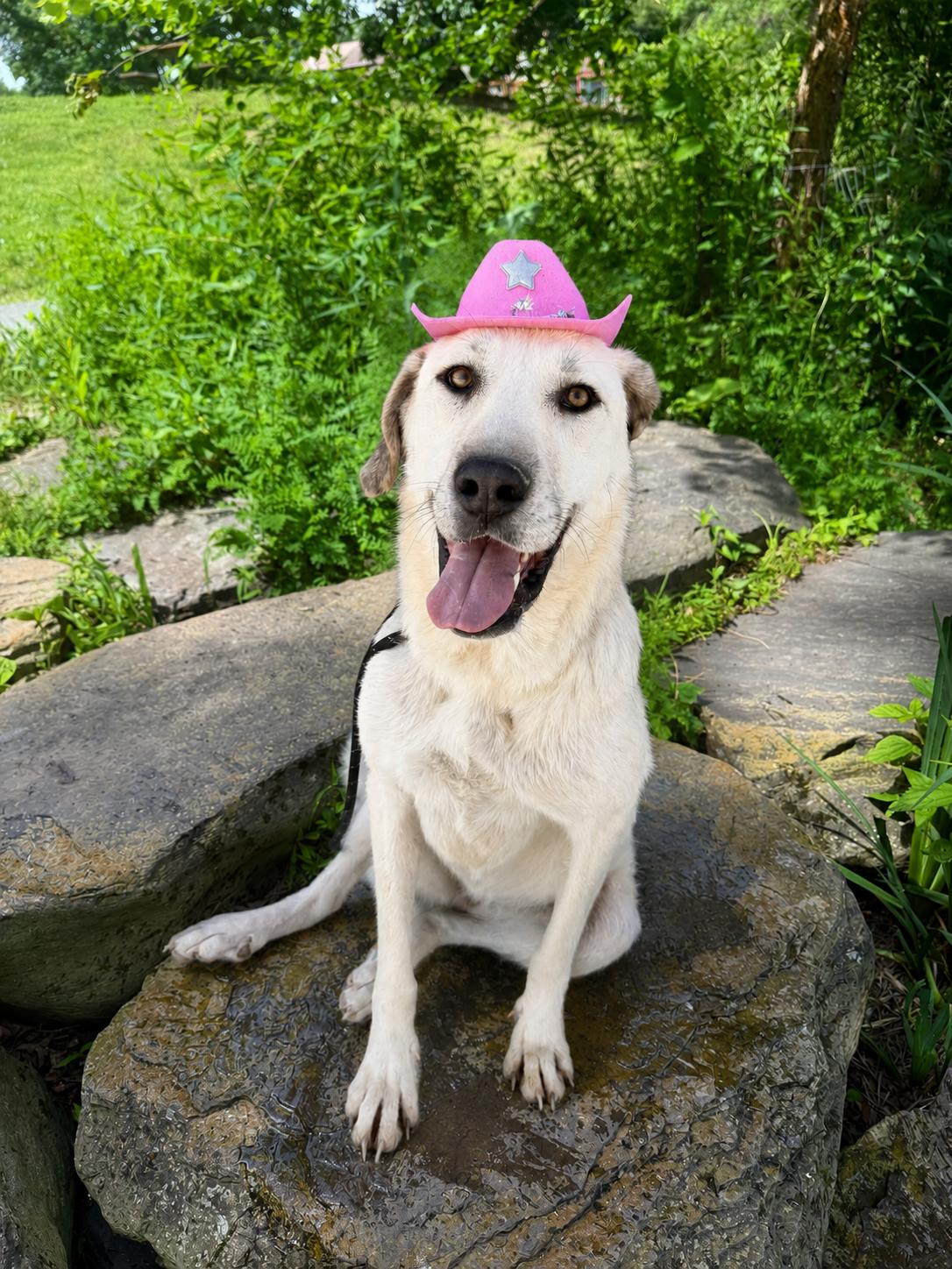 Sena, a Adoptable Anatolian Shepherd in East Greenbush, NY image 3/4